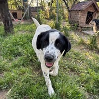 Apollo, chien à adopter