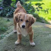 Miro sucht seine Familie ♥, Hund zur Adoption