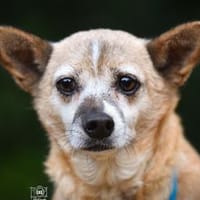 Familienanschluss für Akita gesucht, Hündin zur Adoption