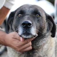Santi - herzensgut u. verschmust, Hund zur Adoption