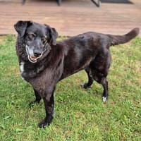 Pepe  sensibler Seelentröster, der mit seiner Fröhlichkeit, Hund zur Adoption