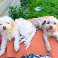Bolonka ? Mischlingswelpen suchen neue Familie/n, Hund zur Adoption