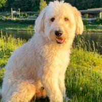 Nelton 65 cm (Pflegestelle), Hund zur Adoption