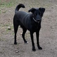Mira - Junge Labrador-Mix-Hündin sucht einfühlsame Menschen, Hündin zur Adoption
