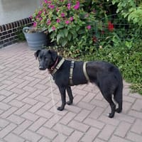 Aranca -  Sensible Schmusemaus sucht ihr Glück, Hündin zur Adoption