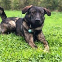 Bruno - der liebevolle Beschützer, Hund zur Adoption