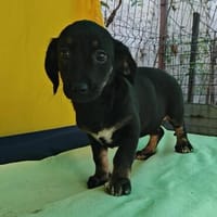 Dolly, zarter Welpe sucht neue Familie, Hündin zur Adoption