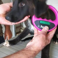 Roberta, Hündin zur Adoption