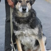 Meto - sehr zutraulich u. verschmust, kinderlieb, Hund zur Adoption