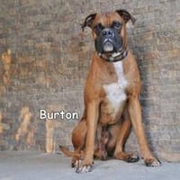 BURTON, Hund zur Adoption