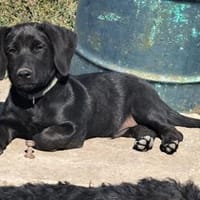 Kleiner Norman sucht seine Familie, Hund zur Adoption