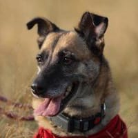 Rose die dankbare Seele 🐾, Hündin zur Adoption