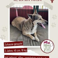 Wundervolle Pamuk sucht ein Zuhause, Hündin zur Adoption