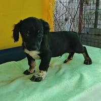 Nelu, süßer Welpe sucht neue Familie, Hund zur Adoption