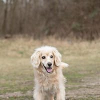 Ricki- ein stiller Herzenshund sucht sein Zuhause, Hund zur Adoption