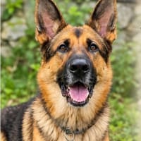 Toller Chico sucht dringend ein neues Zuhause, Hund zur Adoption