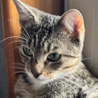 Lilly - menschenbezogen, unkompliziert, Katze zur Adoption