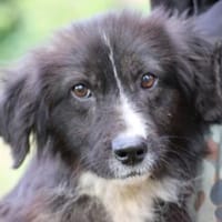 Niju - goldiges Welpenmädchen, Hündin zur Adoption