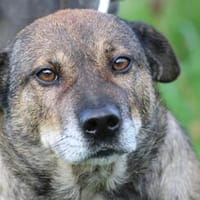 Bella - liebe, verschmuste Traumhündin, Hündin zur Adoption