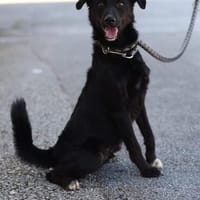 Freundlicher Levi sucht seine Familie, Hund zur Adoption