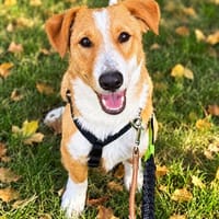 Kai-Kleiner rundum freundlicher Rüde, 8 Monate alt, Hund zur Adoption