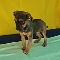 Fibo, süßer Welpe sucht neue Familie, Hund zur Adoption