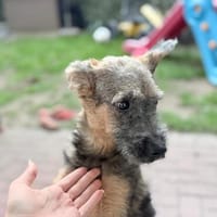 🐾 Josy sucht ihr Zuhause 🏡❤, Hündin zur Adoption