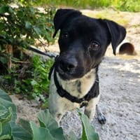Benito sucht dringend Familienanschluß, Hund zur Adoption