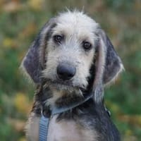 Plum möchte zu Ihnen gehören, Hund zur Adoption