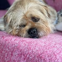kleines Kuschelmonster sucht sein großes Glück!, Hund zur Adoption