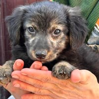 Rani kl.Mädchen m.großem Herz, Hündin zur Adoption