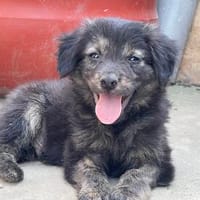 Ritchi - bereit fürs Familienabenteuer, Hund zur Adoption
