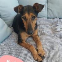Hedi SI, kinderlieb, menschenbezogen, Hündin zur Adoption