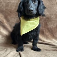 Treuer Begleiter Benji sucht sein Körbchen, Hund zur Adoption