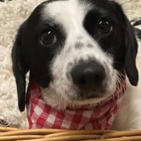 Der süße kleine Schatz sucht ein Zuhause, Hund zur Adoption