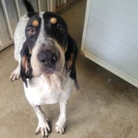 Franky, chien à adopter
