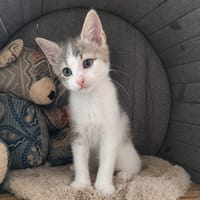 TIVIO, chat à adopter