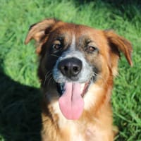 Hector, chien à adopter