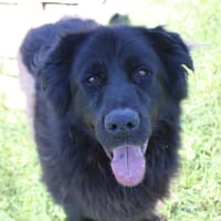 Chewbacca, chien à adopter