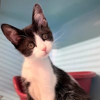 PETIOT, chat à adopter