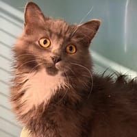TARTINE, chatte à adopter