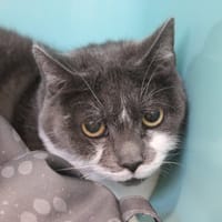 Grisette, chatte à adopter