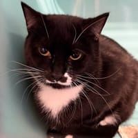 ARBALETTE, chatte à adopter