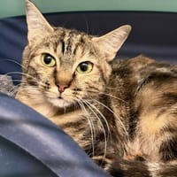 MYRTILLE, chatte à adopter
