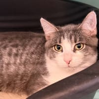 JUMANJI, chat à adopter
