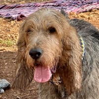 BASIL, chien à adopter
