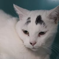 Chipie, chatte à adopter