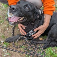Sybelle, chienne à adopter