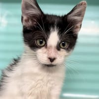 LOUPIOT, chat à adopter