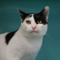 BIANCO HAB17774, chat à adopter